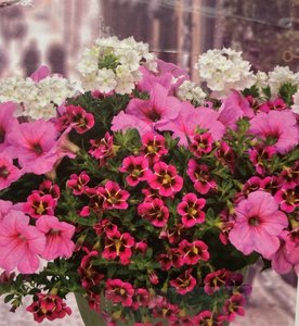 HB Pink Panther  combo Hanging Basket (c7)
